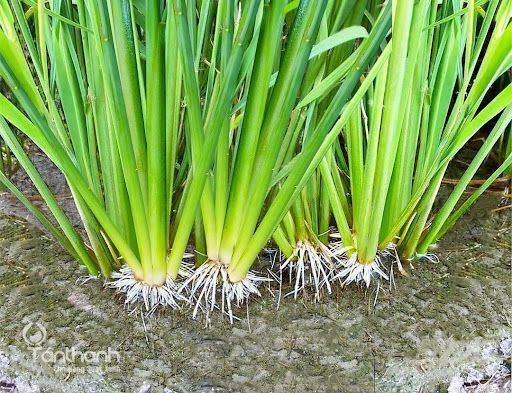 LUTOT – RƯỚC ĐÒNG ĐẺ BỤI